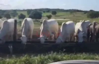 Fazenda à venda na Pocone, SN, Zona Rural, Poconé