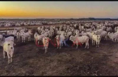 Fazenda à venda na às margens da rodovia mt, sn, zona rural, diamantino