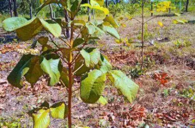 Chácara à venda, 20000 m² por r$ 130.000,00 - zona rural - cuiabá/mt