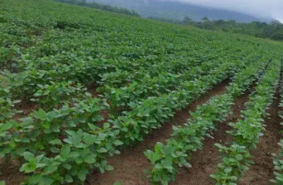 Fazenda para alugar, 13000000 m² por r$ 1.000/mês - zona rural - jangada/mt