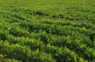 Fazenda na região de nobres à venda, 8090000 m² por r$ 32.500.000 - vila bom jardim - nobres/mt