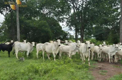Fazenda à venda, 15410000 m² por r$ 15.500.000,00 - zona rural - acorizal/mt