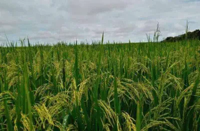 Fazenda à venda, 32420000 m² por r$ 750.000.000,00 - zona rural - nova monte verde/mt