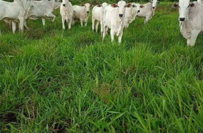 Fazenda à venda, 1000000 m² por r$ 1.800.000,00 - zona rural - poconé/mt