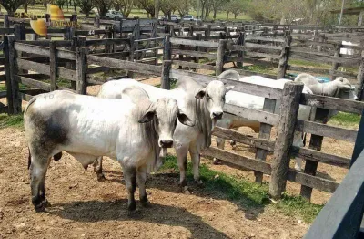 Fazenda à venda, 785550000 m² por r$ 999.999.999,99 - zona rural - miranda/ms