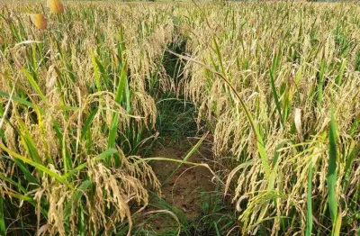Fazenda à venda, 74300000 m² por r$ 150.000.000,00 - zona rural - nova mutum/mt