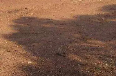 Fazenda à venda, 1100000 m² por r$ 4.000.000,00 - zona rural - poxoréu/mt