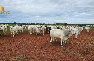 Vende-se 700 bezerros, 12 arrobas sendo 245 reais a arroba  - zona rural - são josé do rio claro/mt
