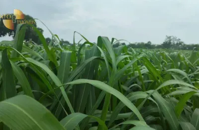 Fazenda à venda, 1323300 m² por r$ 1.500.000,00 - zona rural - nossa senhora do livramento/mt