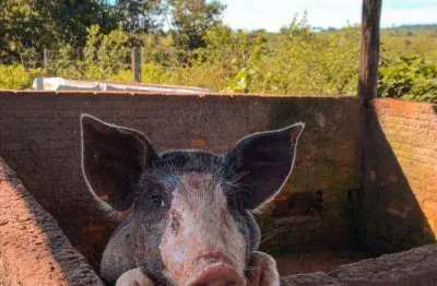 Fazenda à venda, 2070000 m² por r$ 7.245.000,00 - zona rural - juscimeira/mt