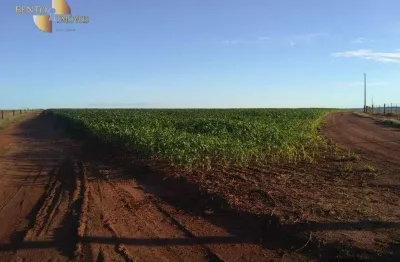 Fazenda com vastas opções de cultivo e criação, à venda, 900 hectares por r$ 35.000.000 - zona rural - primavera do leste/mt