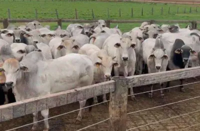 Fazenda com potencial para lavoura e gado, à venda, 15000 hectares por r$ 700.000.000 - zona rural - itiquira/mt