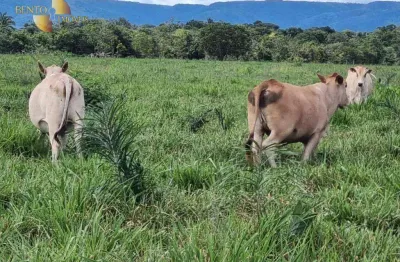 Fazenda com aptidão mista e sustentável, à venda, 2050 hectares por r$ 80.000.000 - zona rural - cuiabá/mt