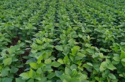 Terra produtiva para cultivo e criação, à venda, 212 hectares por r$ 10.494.000 - zona rural - rondonópolis/mt