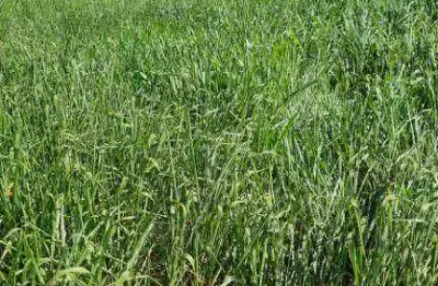 *solo fértil:* terra pronta para plantio de alta produtividade.