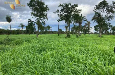 *pecuária de elite:* fazenda com estrutura completa para criação.