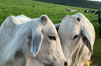 Fazenda à venda, 16000000 m² por r$ 27.000.000,00 - zona rural - tesouro/mt