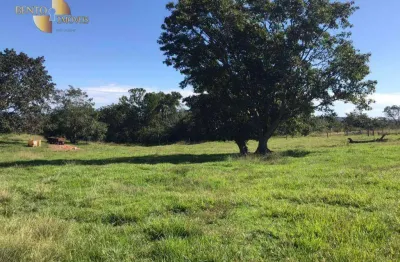 Fazenda à venda no Centro, Tesouro 
