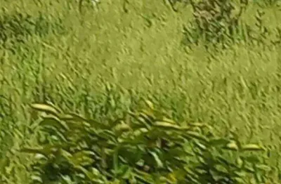 Fazenda à venda, 7500000 m² por r$ 15.000.000,00 - zona rural - rondonópolis/mt