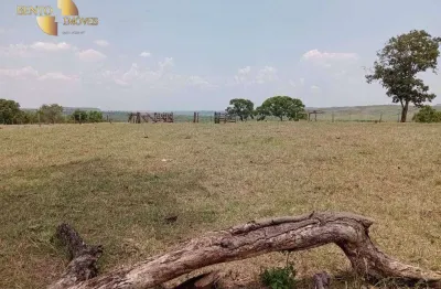 '*rebanho de sucesso:* fazenda com tradição em qualidade.'