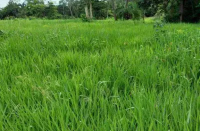 Fazenda à venda na Zona Rural, Poxoréu 