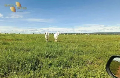 Fazenda para alugar no Centro, Nova Xavantina 