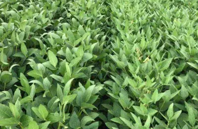 Fazenda à venda na Zona Rural, Água Boa 