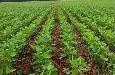 Fazenda à venda, 31620000 m² por r$ 60.000.000 - zona rural - torixoréu/mt
