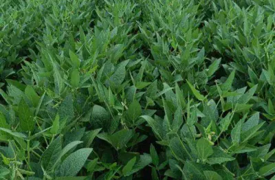 Fazenda à venda, 22000000 m² por r$ 90.000.000,00 - zona rural - paranatinga/mt