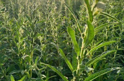 Fazenda à venda, 21770000 m² por r$ 80.500.000 - zona rural - paranatinga/mt