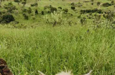 Fazenda à venda, 245390000 m² por r$ 20.280.000 - zona rural - cáceres/mt