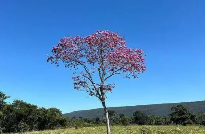 Fazenda à venda, 18760000 m² por r$ 46.500.000 - zona rural - cáceres/mt
