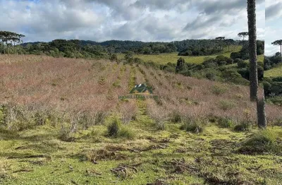 Chácara / sítio à venda na Zona Rural, Urubici 