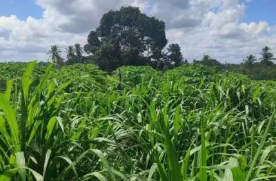 Granja com 17 hectares plantada de capim pangola e braquiária com uma estrutura com rio perene