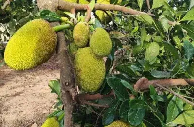 Sitio granja com 6.100 metros quadrados em vera cruz um paraíso com muitas fruteiras