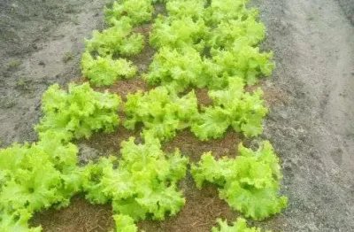 Granja com 9.000 metros quadrados em vera cruz com riacho perene poço casa murada muitas fruteiras