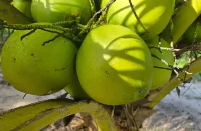 Granja com 6.5 hectares em punau com uma excelente localização e estrutura