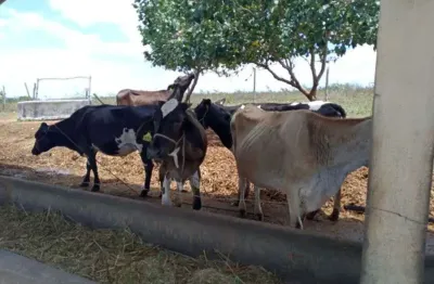 Excelente fazendinha 11.5 hc. top de luxo na região de monte alegre