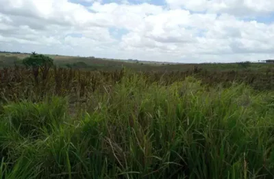 Ótima fazendinha 11.5 hc. top de luxo na região de monte alegre