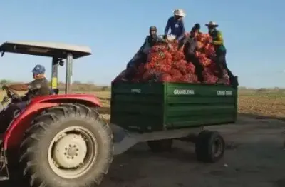 Fazenda com 34 hectares na região de jandaíra-rn com plantio de cebola