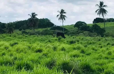 Fazenda/sítio/chácara fazenda com 20 hectares 98% plantada com 2 casas cortada pelo rio trairi poço