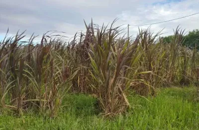 Chácara / sítio com 3 quartos à venda no Centro, Monte Alegre 