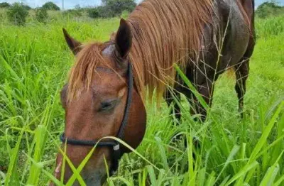 Haras granja com 8.57 hectares na região de macaiba com uma excelente localização e estrutura