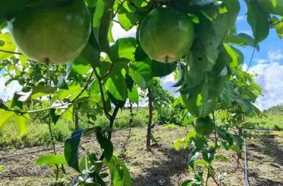 Fazenda/sítio/chácara com 9 hectares com 504 pés de coqueiros novo em produção irrigação maracujá