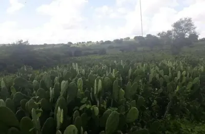 Fazenda com 137 hectares a um km centro de são pedro do potengi