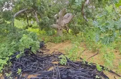 Fazenda com 45 hectares em jandaira com 2 poços tubulares 100% plana