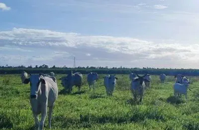 Fazenda com 85 hectares com maravilhosa estrutura de alto padrão
