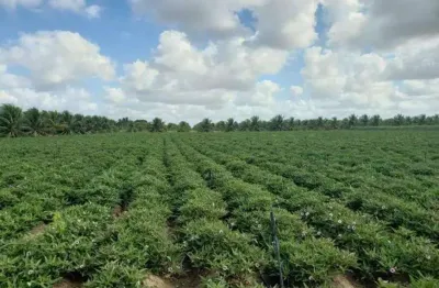 Excelente fazenda com 84 hectares próximo a vera cruz