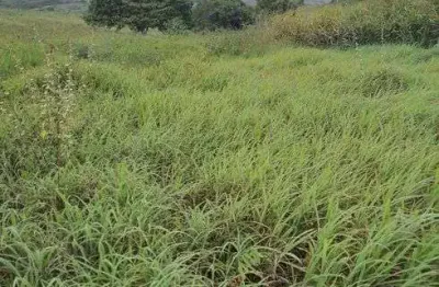 Fazenda estruturada com 40 hectares na região de monte alegre