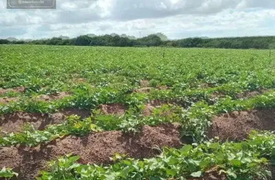 Chácara / sítio com 3 quartos à venda no Centro, Touros 